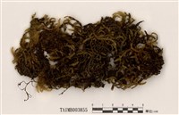 藏品(蔓苔屬)的圖片